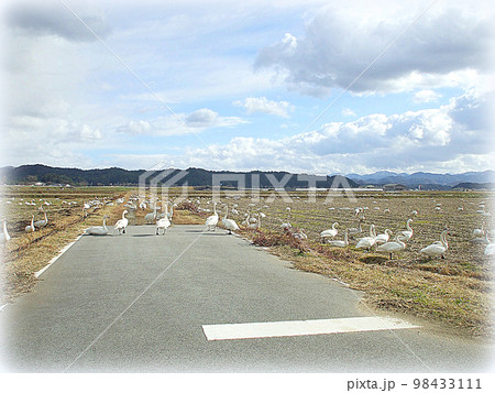 農閑期の田んぼで白鳥の群れが餌を食べている光景（イラスト風） 98433111
