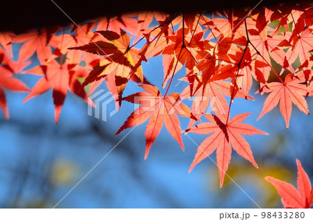 鮮やかなカエデの紅葉 98433280