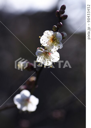 早咲きの梅の花 早咲きの梅の花 98433452