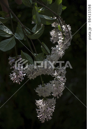 Flower background - lilac flowers in spring garden Flower background - lilac flowers in spring garden 98433598