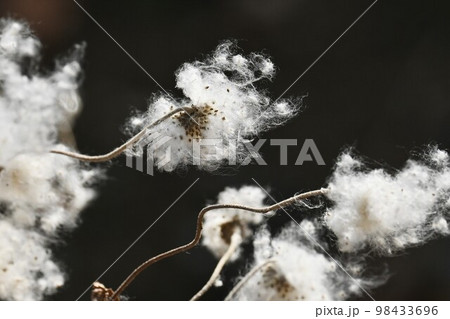 シュウメイギク（秋明菊）の綿毛とタネ 98433696