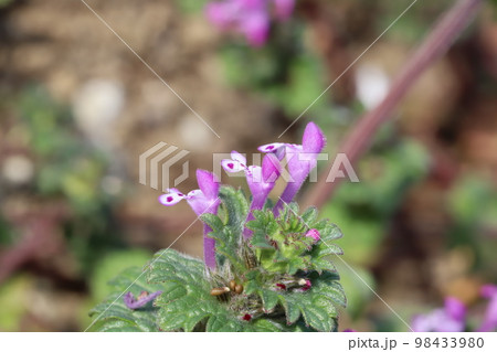 日本の冬の野原に咲くピンク色のホトケノザの花 98433980