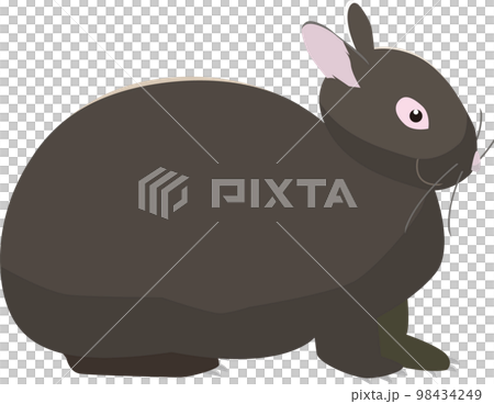 Amami rabbit from the southern islands of Amami, realistic style 98434249