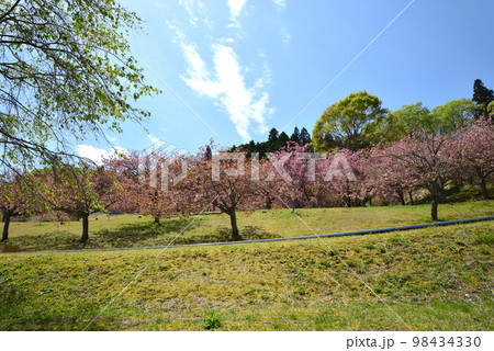 やすらぎの里公園 2022-4-23 #19 やすらぎの里公園 2022-4-23 #19 98434330