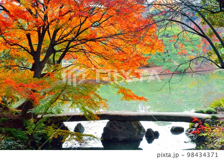 東京都駒込　六義園の紅葉風景 98434371