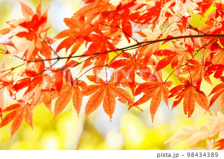 東京都駒込 六義園の紅葉風景 東京都駒込 六義園の紅葉風景 98434389