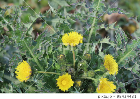日本の冬の野原に咲く黄色いオニノゲシの花 日本の冬の野原に咲く黄色いオニノゲシの花 98434431