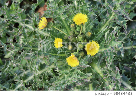 日本の冬の野原に咲く黄色いオニノゲシの花 98434433