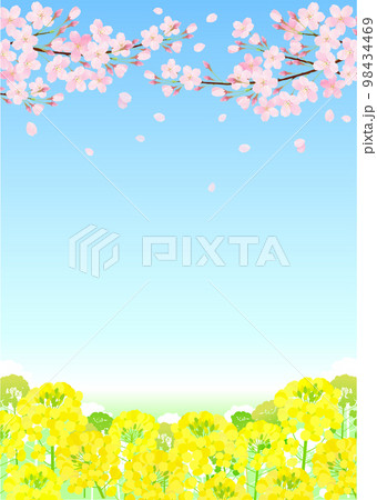桜と菜の花 サクラ 青空 98434469