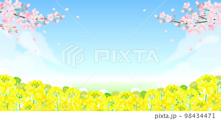 桜と菜の花 サクラ 青空 桜と菜の花 サクラ 青空 98434471
