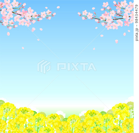 桜と菜の花 サクラ 青空 98434479