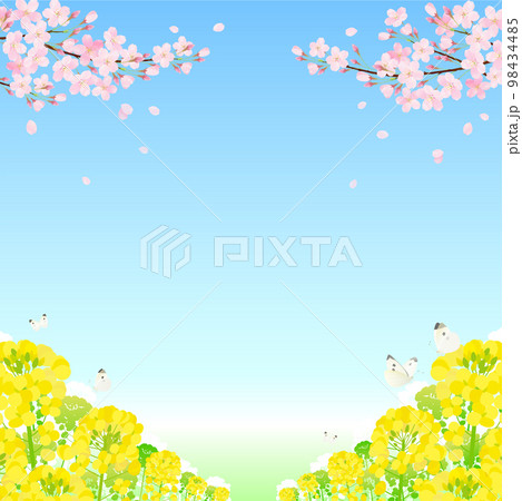 桜と菜の花 サクラ 青空 98434485