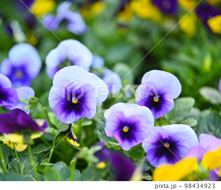 Close-up of colorful pansies Pansy planted(viola folwer) as a flower in the garden Close-up of colorful pansies Pansy planted(viola folwer) as a flower in the garden 98434923