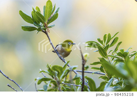 木の枝にとまるメジロ（靱公園） 98435218