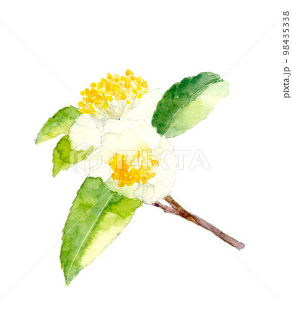 枝葉の付いた満開のお茶の花 のイラスト素材 【手描き水彩画】白背景 透過背景 98435338