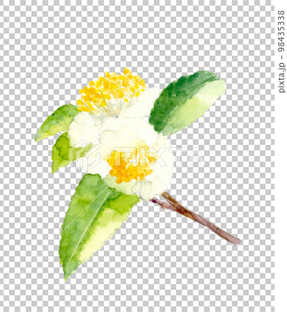 枝葉盛開的茶花插畫素材【手繪水彩畫】白底透明背景 枝葉盛開的茶花插畫素材【手繪水彩畫】白底透明背景 98435338