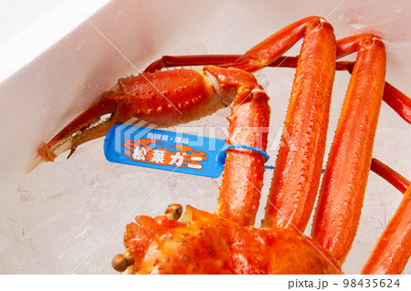 松葉ガニ タグ付き ズワイガニ 松葉ガニ タグ付き ズワイガニ 98435624
