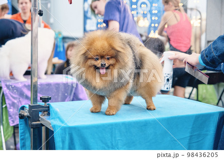 Charming Pomeranian dog stands on the table after grooming. Charming Pomeranian dog stands on the table after grooming. 98436205