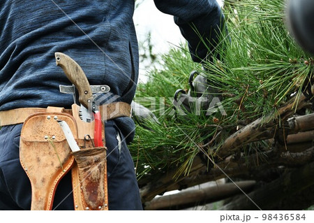 クロマツの剪定作業 98436584