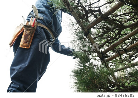 クロマツの剪定作業 98436585