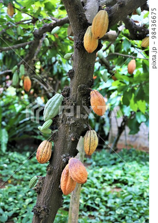 カカオ 98436675