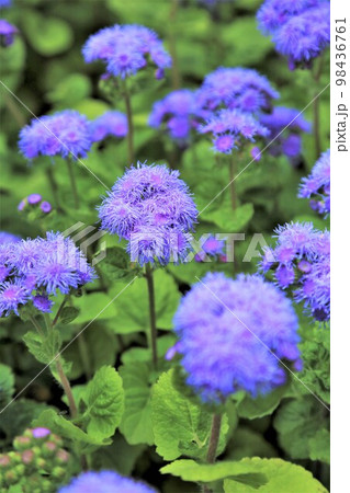 アゲラタム・カッコウアザミ アゲラタム・カッコウアザミ 98436761