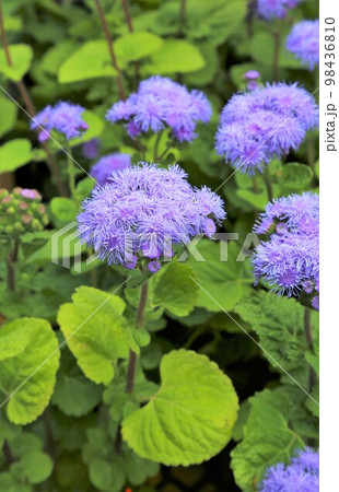 アゲラタム・カッコウアザミ 98436810