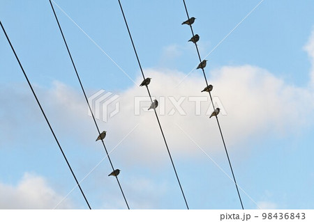 電線で休息中のムクドリ 電線で休息中のムクドリ 98436843