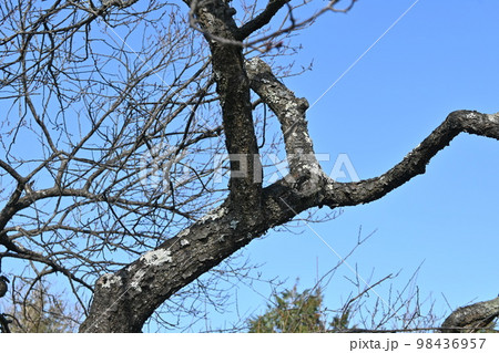 ウメノキゴケ(梅の木苔) ウメノキゴケ(梅の木苔) 98436957