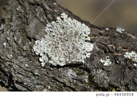 ウメノキゴケ(梅の木苔) ウメノキゴケ(梅の木苔) 98436958