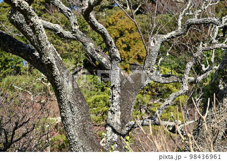 ウメノキゴケ(梅の木苔) ウメノキゴケ(梅の木苔) 98436961
