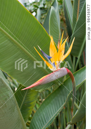 綺麗に咲く極楽鳥花 綺麗に咲く極楽鳥花 98436977