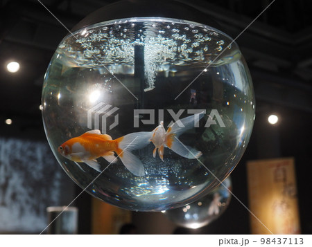 金魚鉢の中で泳ぐ金魚 金魚鉢の中で泳ぐ金魚 98437113