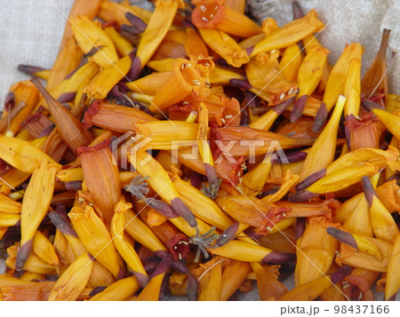 「マヨデンドロン・イグネウム」の乾燥した花びら（ポーンサワン／ラオス） 98437166