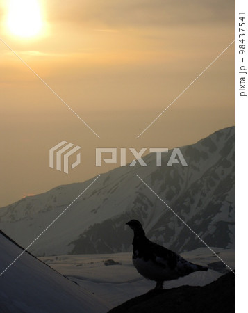 夕景シルエット雷鳥 98437541