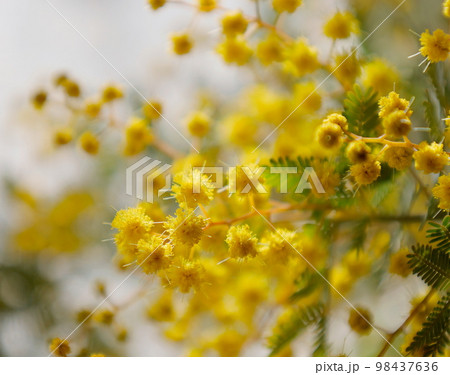 ミモザの花のクローズアップ ミモザの花のクローズアップ 98437636