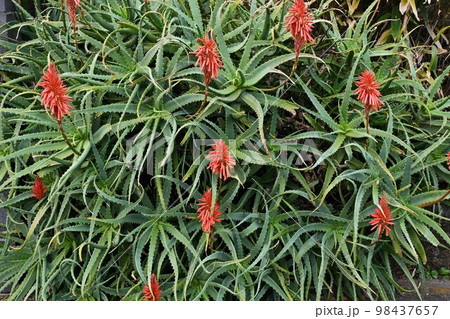 キダチアロエの花 キダチアロエの花 98437657