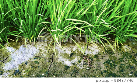 夏の昼間に撮った田んぼの稲の根元 98437746