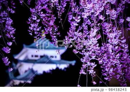 名古屋市 枝垂れ桜と名古屋城のライトアップ 名古屋市 枝垂れ桜と名古屋城のライトアップ 98438243