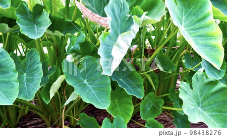 夏の青々とした里芋畑 夏の青々とした里芋畑 98438276