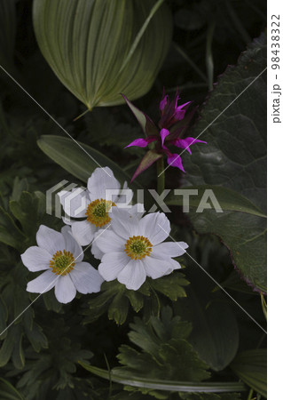 月山の花 98438322