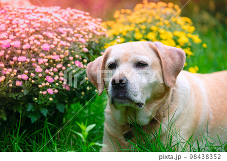 Labrador retriever dog lying on the grass in the summer garden near blossoming chrysanthemum 98438352