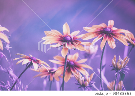 Vintage blooming Rudbeckia hirta (Black-eyed Susan) flowers in the summer garden. Natural background 98438363