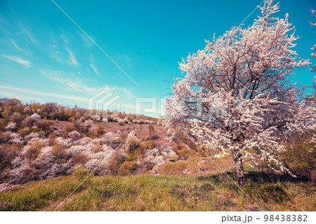 Blossom trees on the hills in early spring. Natural landscape Blossom trees on the hills in early spring. Natural landscape 98438382