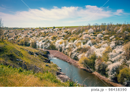 Rocky bank of the mountain river. View of the river in a valley with blossom trees in early spring 98438390
