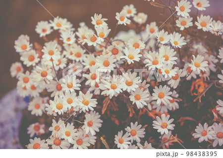 Vintage chamomile flowers. Beautiful nature...の写真素材 [98438395