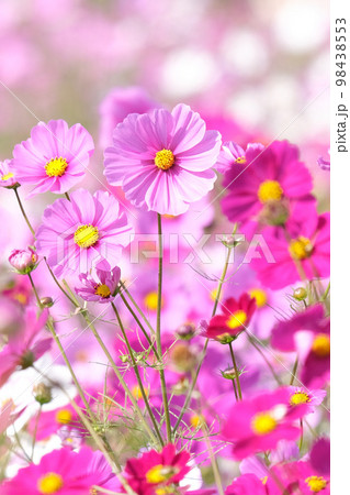 コスモス 98438553