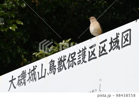 鳥獣保護区の看板に止まっているメスのジョウビタキ。 鳥獣保護区の看板に止まっているメスのジョウビタキ。 98438558