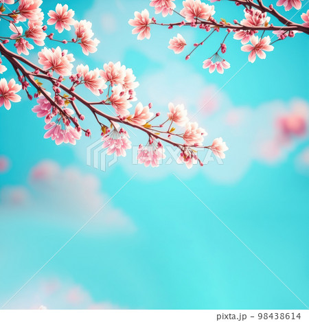 Beautiful cherry blossom or sakura tree branches on blue sky with copy space background in spring season. 98438614