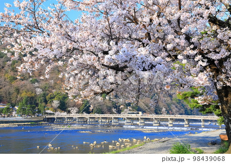 【京都府】満開の桜と嵐山渡月橋 【京都府】満開の桜と嵐山渡月橋 98439068